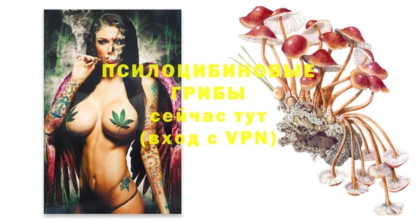 стафф Арсеньев